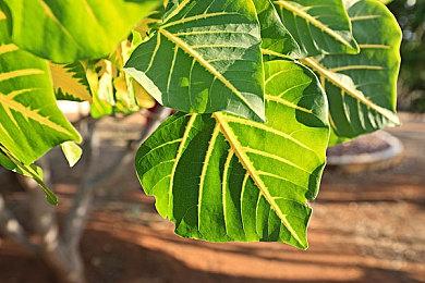 迅雷网游加速器宣布12月1日停运 续费功能已经关闭