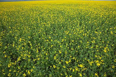 艰难决定还是来了！暴雪创始人老麦的新公司开始裁员